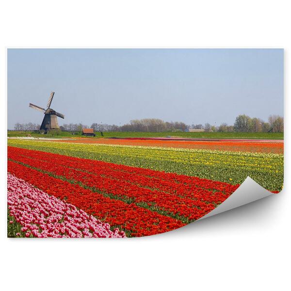 Papier peint Champ de tulipes moulin à vent ciel hollande