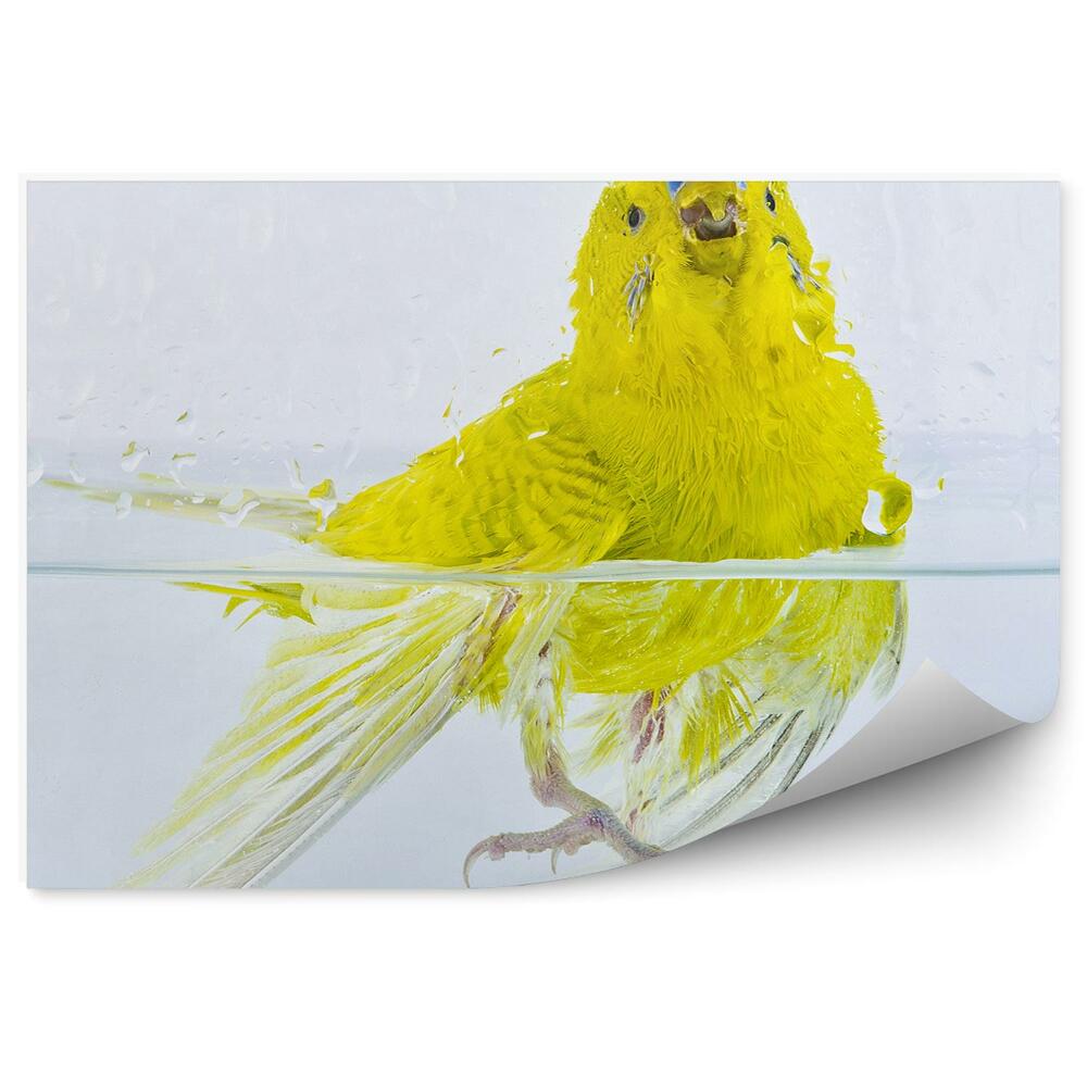 Papier peint Perruche Ondulée Dans L'eau