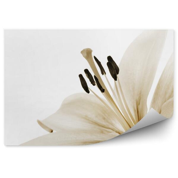 Papier peint Lys beige fond fleur blanche