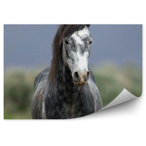 Papier peint Cheval Gris Sauvage Herbe Des Champs