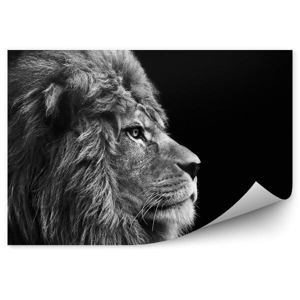 Papier peint Lion Mâle Noir Et Blanc