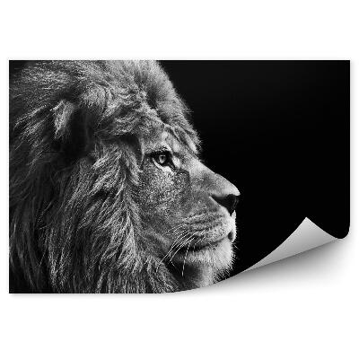 Papier peint Lion Mâle Noir Et Blanc