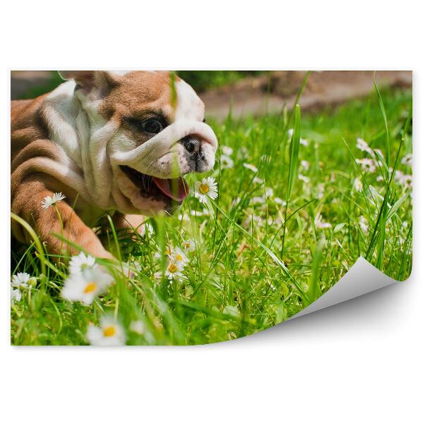 Papier peint Chien Bulldog Anglais Heureux Dans L'herbe Marguerite