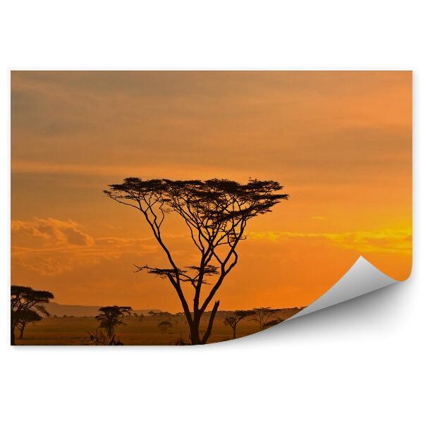 Papier peint Parc national Afrique coucher de soleil plantes