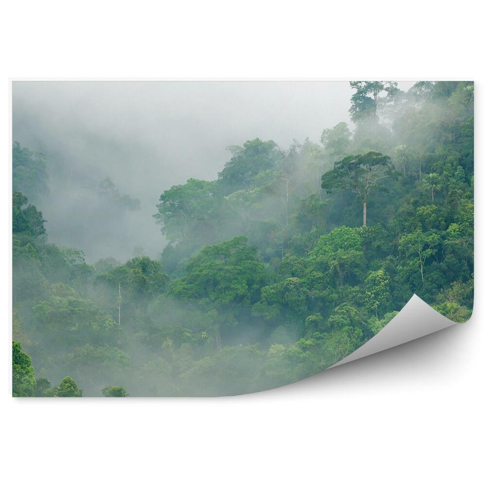 Papier peint Brume matinale tropicale parmi les couronnes d'arbres