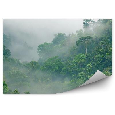 Papier peint Brume matinale tropicale parmi les couronnes d'arbres