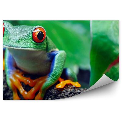 Papier peint Dardeur Aux Yeux Rouges Sur Une Brindille