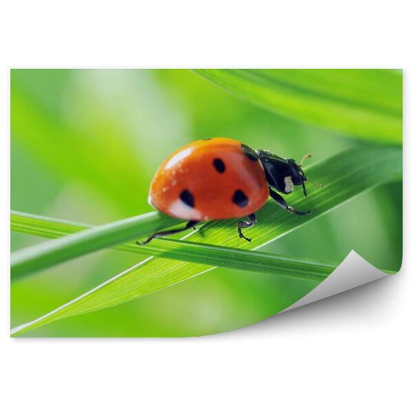 Papier peint Coccinelle dans l'herbe Animal Nature Gros plan