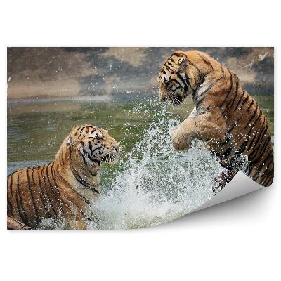 Papier peint Tigres Jouant Dans L'eau