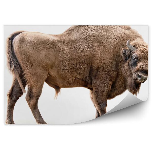 Papier peint Bison Sur Fond Blanc