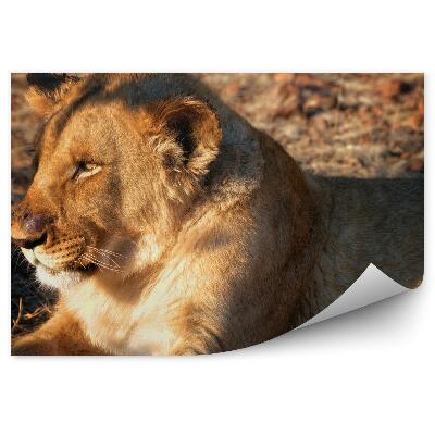 Papier peint lion animaux sauvages afrique
