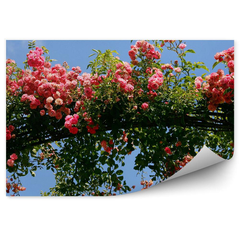 Papier peint Arc dans la roseraie Fleurs ciel