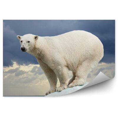 Papier peint Ours Polaire Sur Fond De Ciel Noir