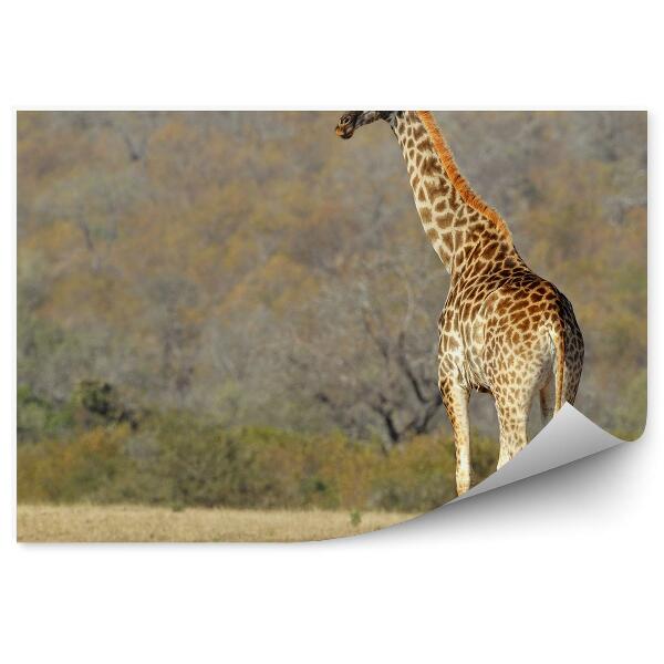 Papier peint savane africaine girafe animal arbres