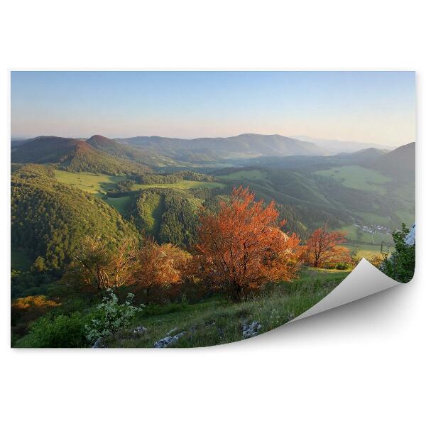 Papier peint Forêt dans les montagnes