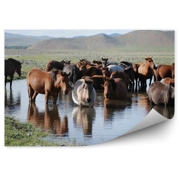 Papier peint Troupeau De Chevaux Mongols Dans Une Clairière D'eau