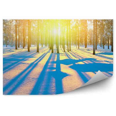 Papier peint Forêt D'hiver À Feuilles Caduques