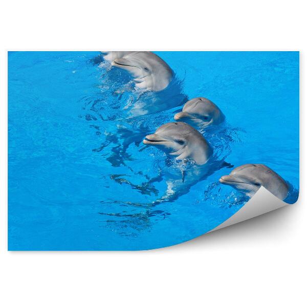 Papier peint Dolphinarium