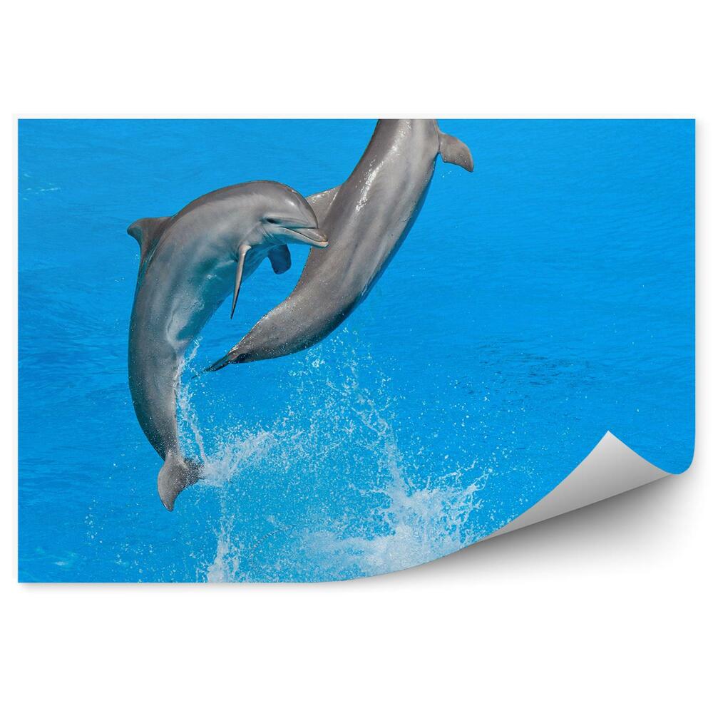 Papier peint Dauphins Dans Le Delphinarium
