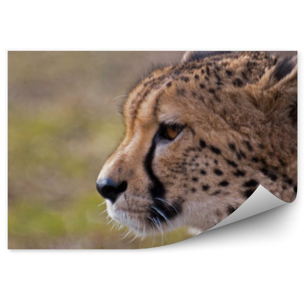 Papier peint Gros Plan De La Tête D'un Guépard