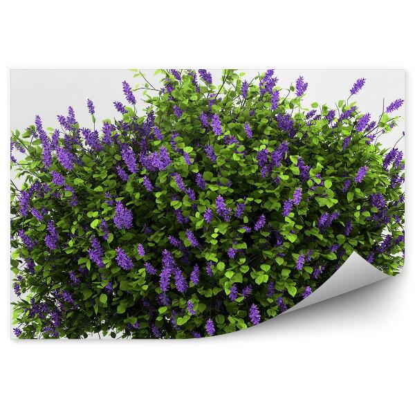 Papier peint Buisson de lilas sur fond blanc