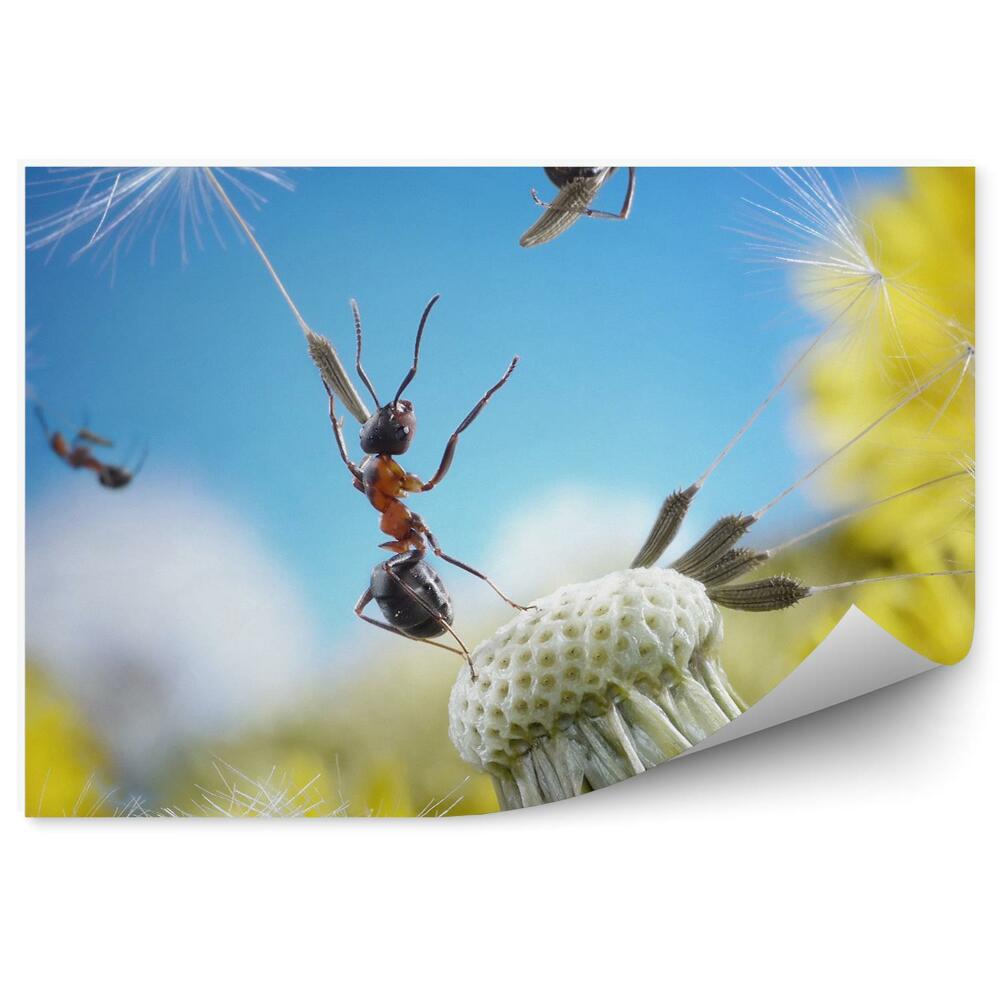 Papier peint Fourmis graines soufflantes parapluie volant