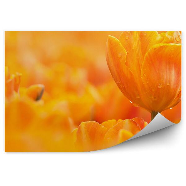 Papier peint Tulipe orange