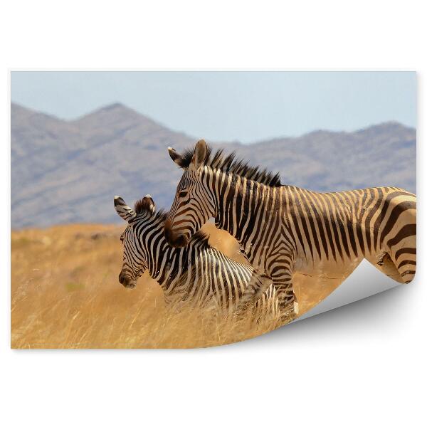 Papier peint Beaux zèbres Savannah Namibie