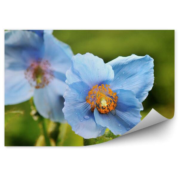 Papier peint Coquelicots bleus plante de jardin écossais