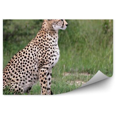 Papier peint Guépard Herbe Terre Savane