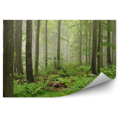 Papier peint Brume De Forêt Verte