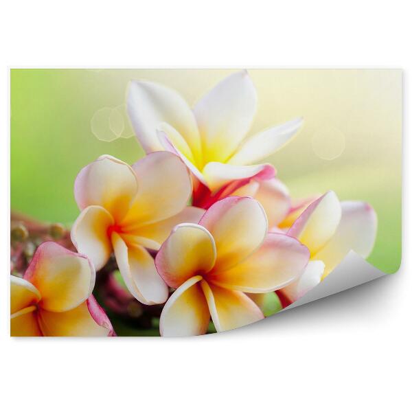 Papier peint Fleurs de plumeria tropicales fond vert