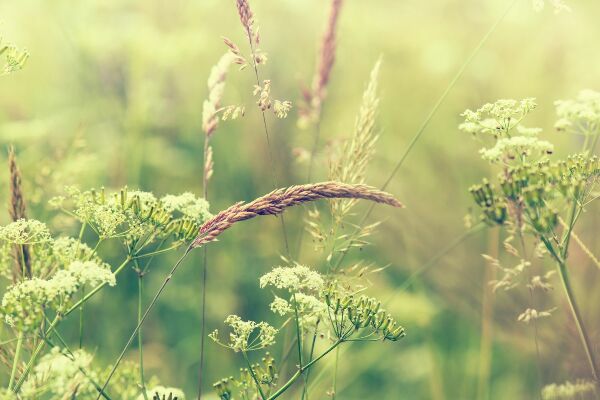 Tapisserie murale Prairie d'herbe fleurie