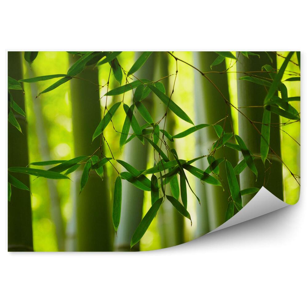 Papier peint Gros plan Feuilles vertes Tiges de bambou