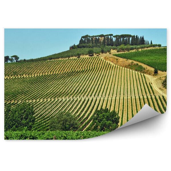 Papier peint Champs de vignes Toscane