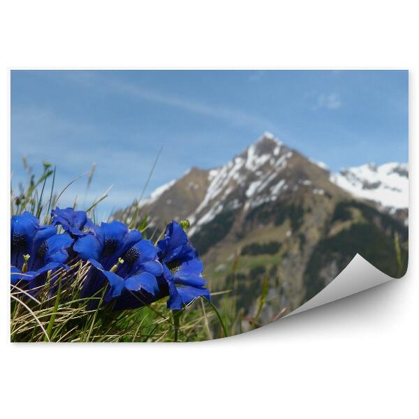 Papier peint Mont Blanc Montagnes Hiver Neige Herbe Fleurs Ciel Alpes