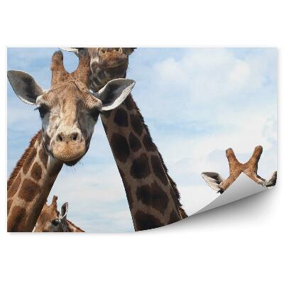 Papier peint Girafes Curieuses