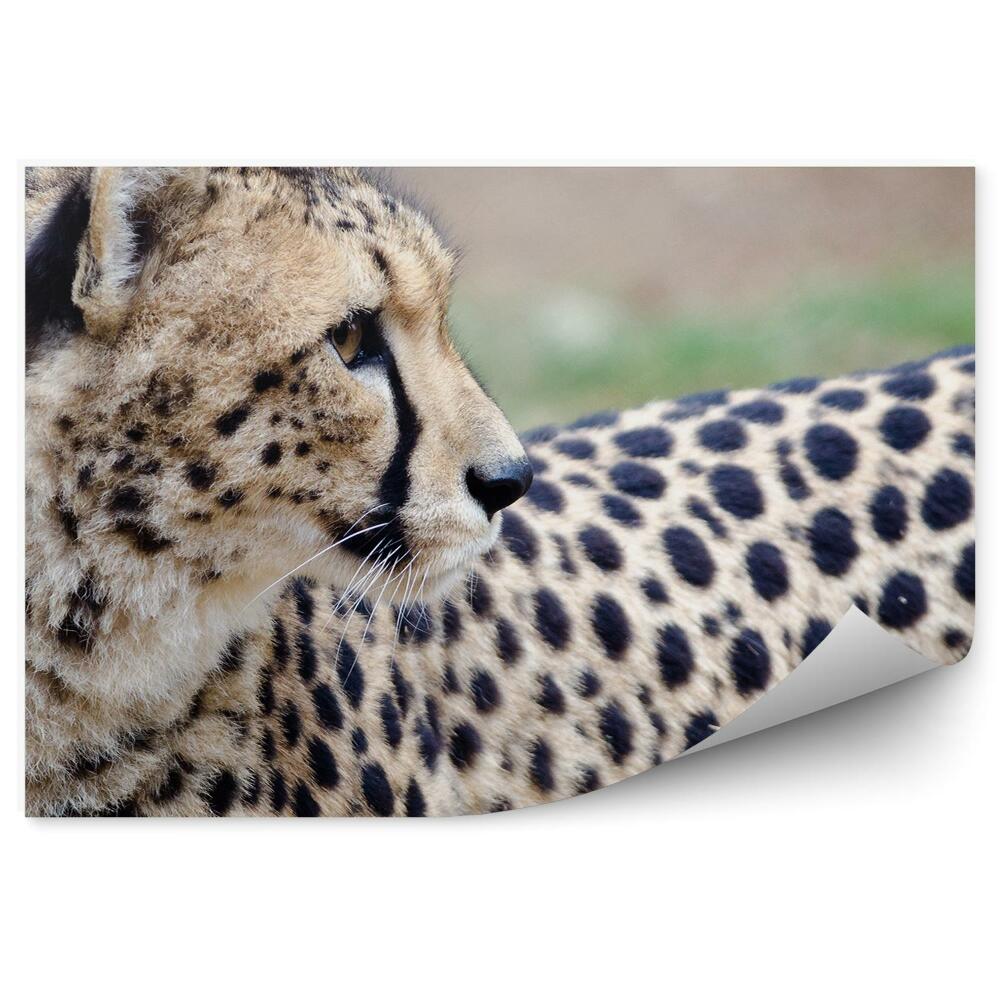 Papier peint Guépard Regardant En Arrière