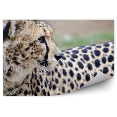 Papier peint Guépard Regardant En Arrière