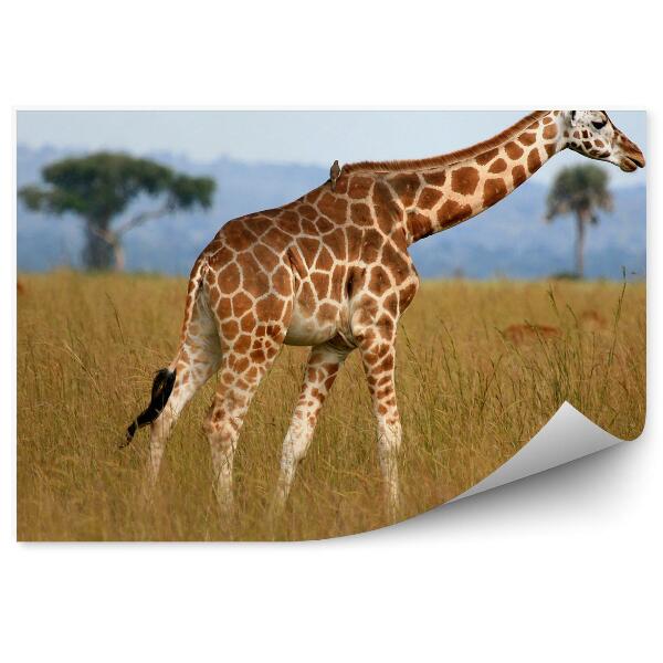 Papier peint Girafe Parmi Les Herbes De La Savane