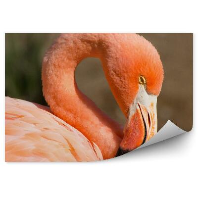 Papier peint Flamingo orange fond marron oiseau