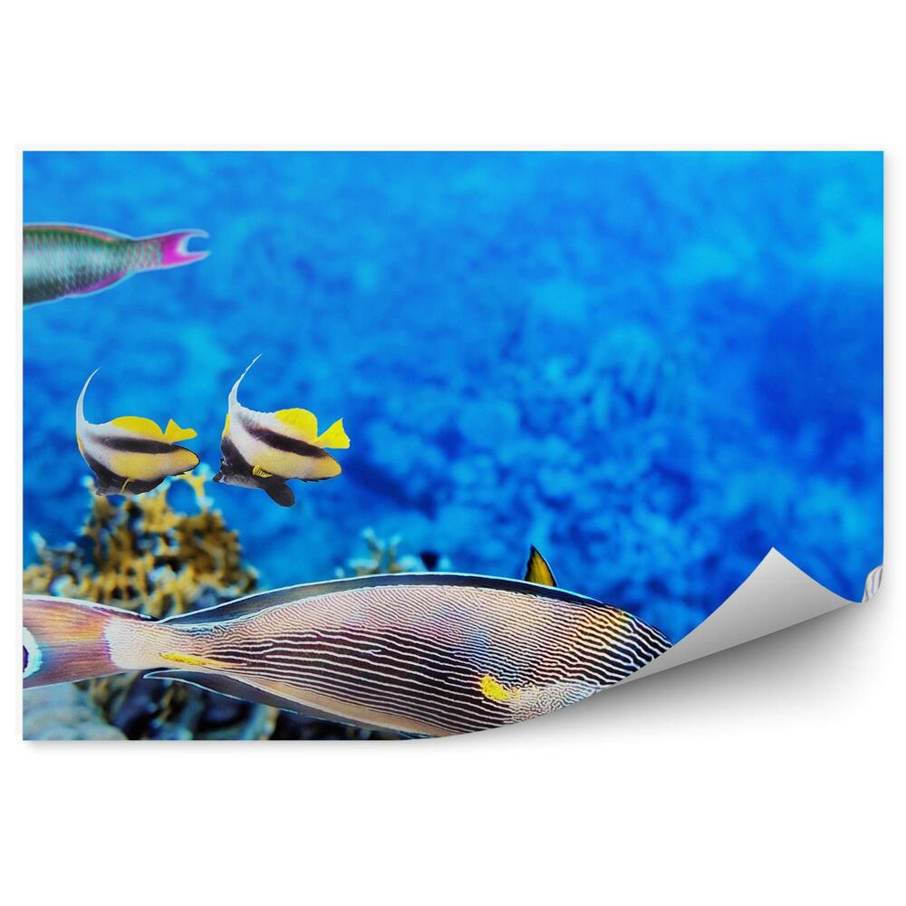 Papier peint Animaux poissons de la mer de corail