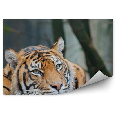 Papier peint Tigre Au Repos