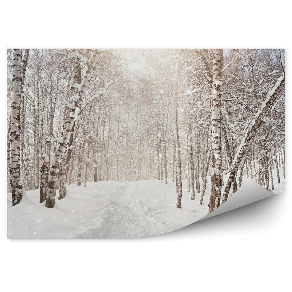 Papier peint Forêt De Bouleaux D'hiver