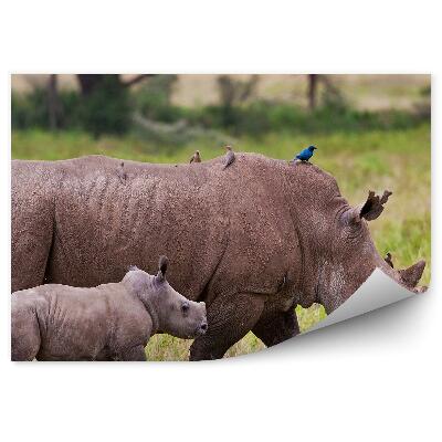 Papier peint Rhinocéros Kenya oiseaux nature végétation