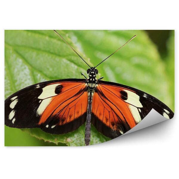 Papier peint Papillon Orange Aux Ailes Noires Dans La Forêt Tropicale