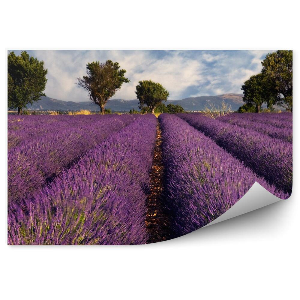 Papier peint Champ de lavande Provence France Arbres Montagnes Ciel Nuages
