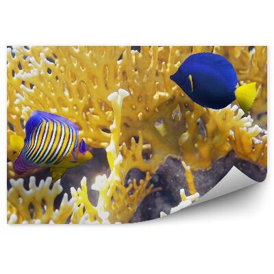 Papier peint Poisson coloré Récif Eau Monde sous-marin