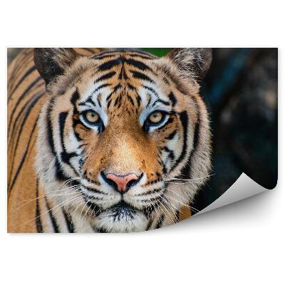 Papier peint Grand Tigre Du Bengale