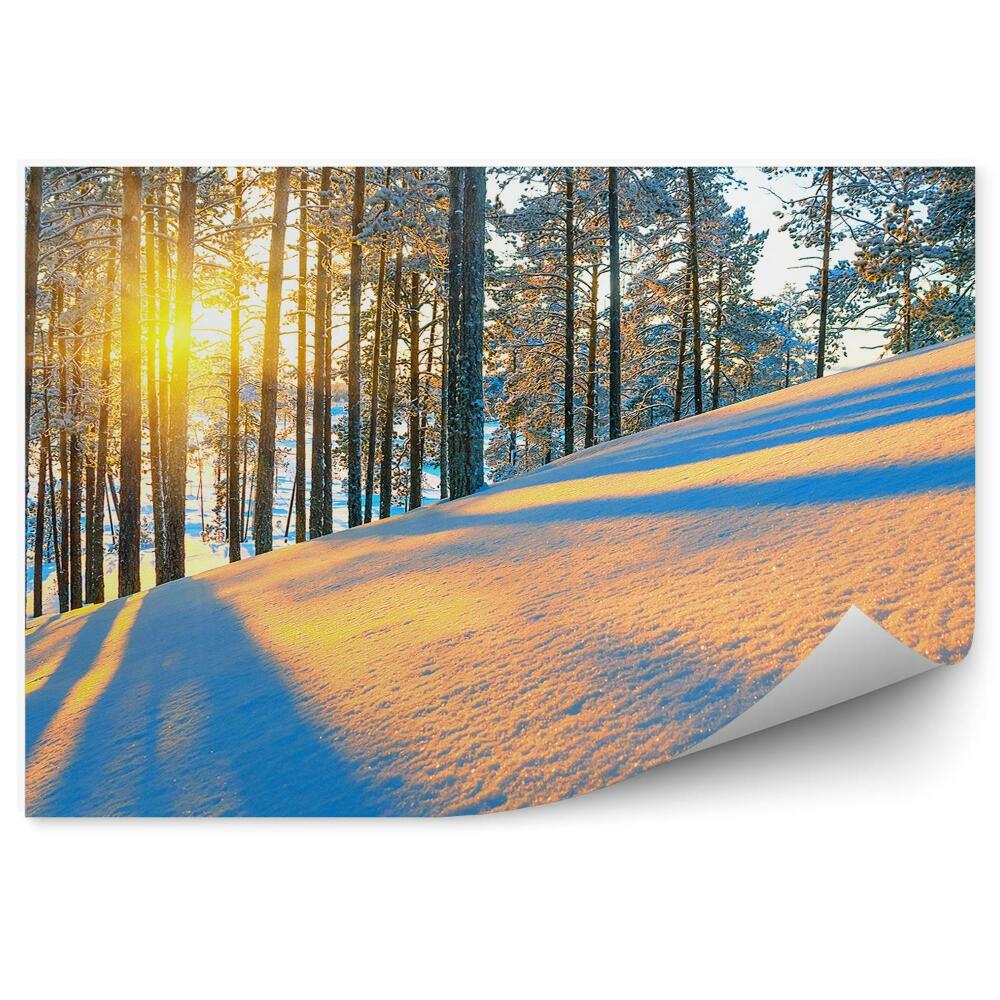 Papier peint Forêt De Conifères D'hiver Au Lever Du Soleil